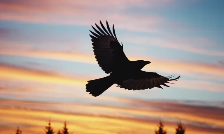 How High Do Crows Fly? A Detailed Look At The Flight Capabilities Of Crows