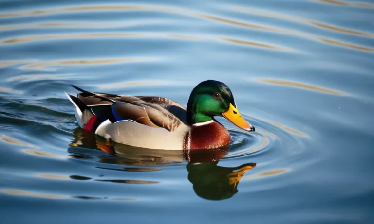 How Long Can A Duck Stay Underwater? A Detailed Look