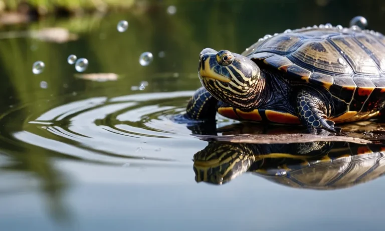 How Long Can A Painted Turtle Hold Its Breath?