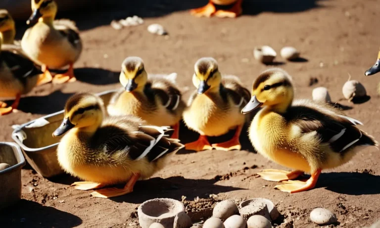 How Long Can Ducklings Go Without Water?