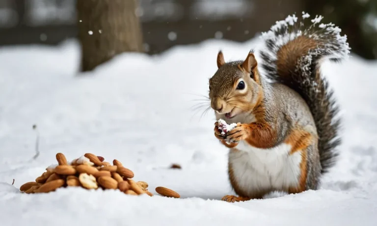How Long Can Squirrels Live Without Food?