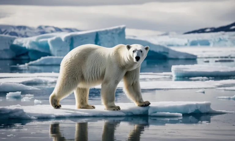 How Long Do Polar Bears Live? A Detailed Look At Polar Bear Lifespans