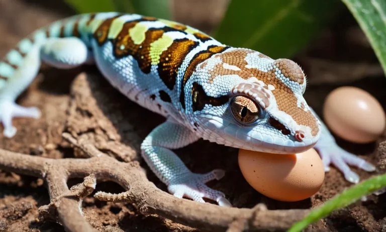 How Many Eggs Do Geckos Lay? A Detailed Look