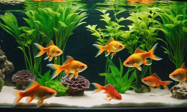 How Many Goldfish Can You Keep In A 3 Gallon Tank?