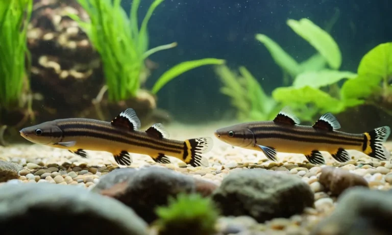 How Many Kuhli Loaches Can You Fit In A 10 Gallon Tank?