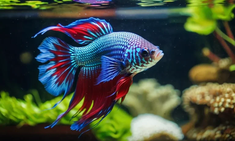 How Old Are Betta Fish At Petsmart?