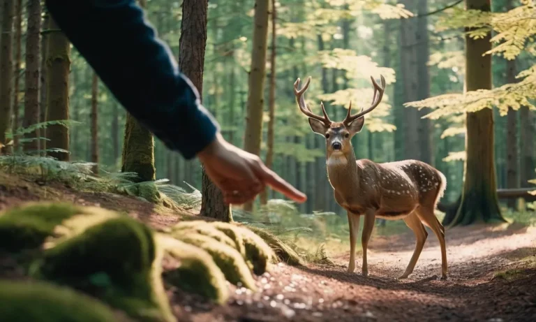 How To Approach A Deer: A Comprehensive Guide