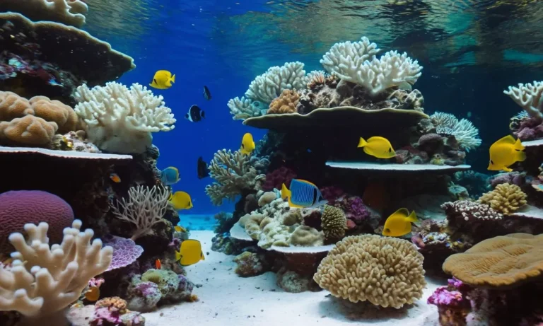 How To Lower Magnesium In A Reef Tank