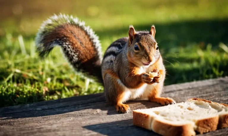Is Bread Bad For Squirrels? A Comprehensive Guide