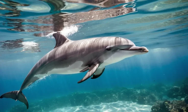 Is It Legal To Eat Dolphin Meat?