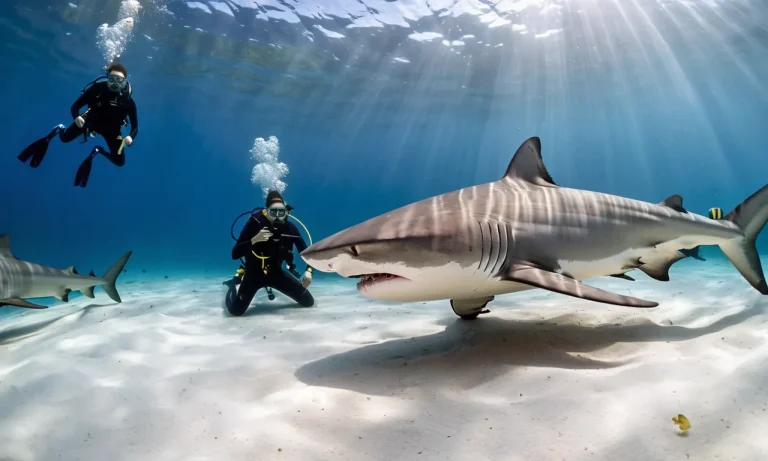 The Largest Bull Shark Ever Recorded