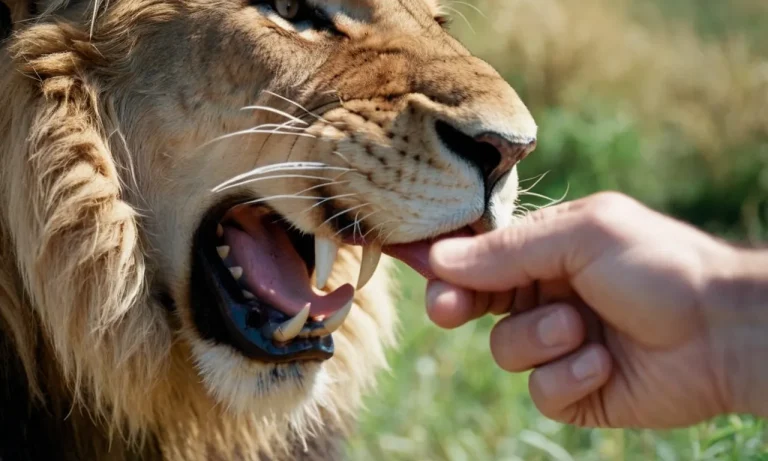 Would A Lion’S Tongue Hurt On Human Skin?