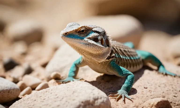 Why Does My Lizard’S Poop Have A White Tip? A Herpetologist’S Explanation