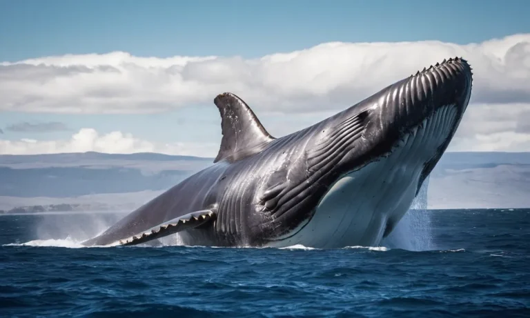 Megalodon Vs Blue Whale: Who’S The Real King Of The Ocean?