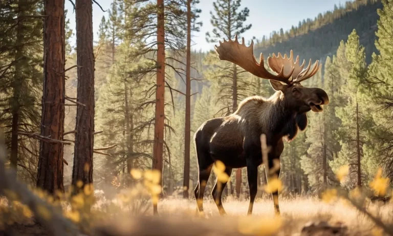 Moose In Arizona: What You Need To Know