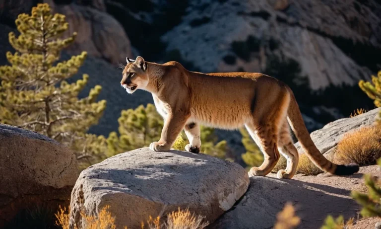 Mountain Lion Bobcat Mix: Everything You Need To Know