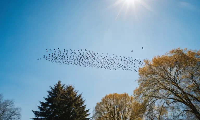 Can Pekin Ducks Fly? The Surprising Answer