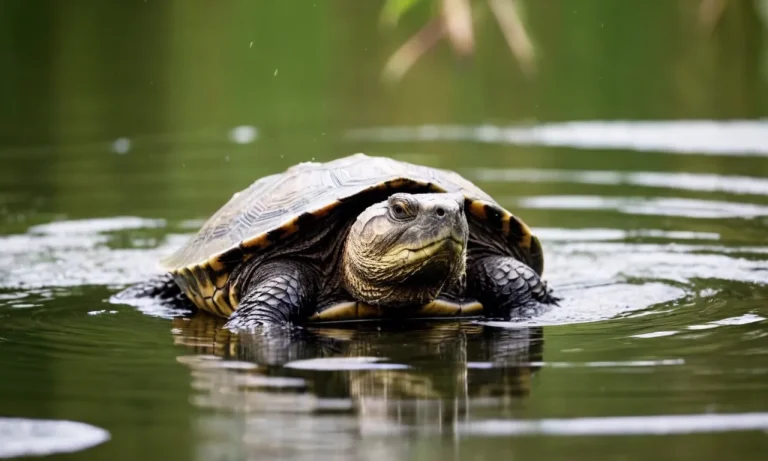 Snapping Turtle Symbolism: Meaning And Legends
