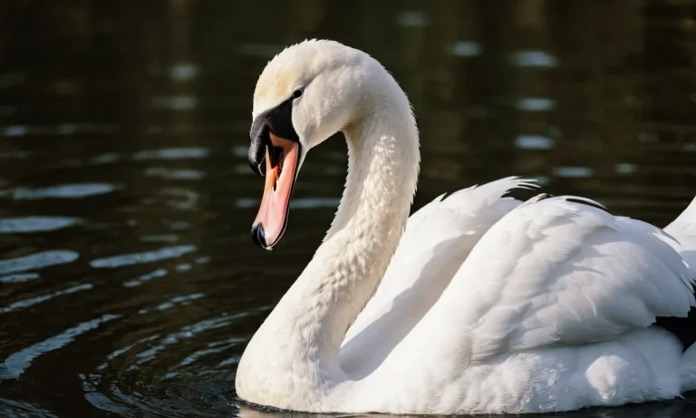 Do Swans Have Teeth? A Detailed Look At Swan Dentition