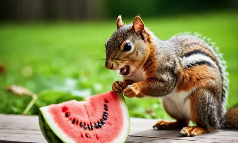 What Animals Eat Watermelons? A Detailed Look