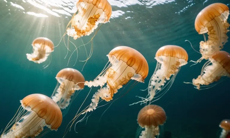 What Attracts Jellyfish To Humans?