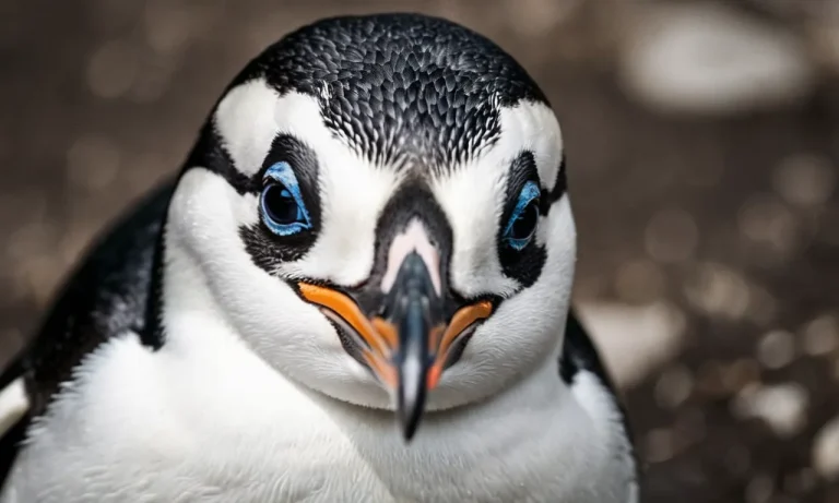 What Color Are Penguins’ Eyes? A Detailed Look