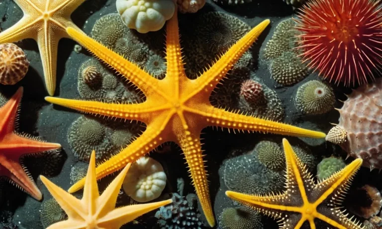 What Do All Echinoderms Have In Common?