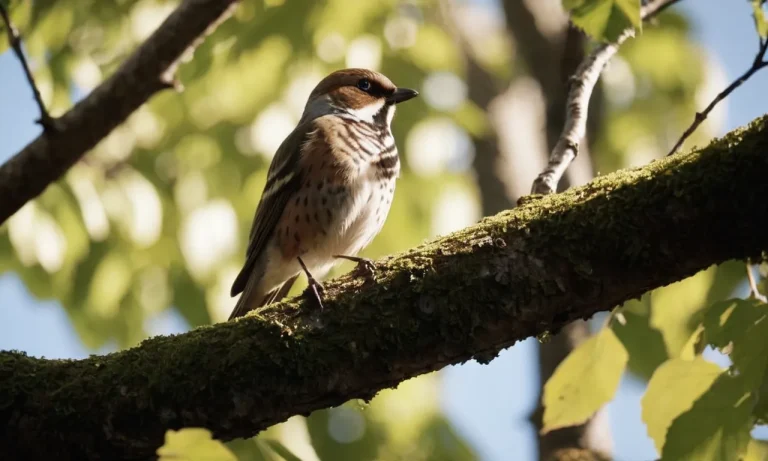 What Do Birds Really Think About Humans?