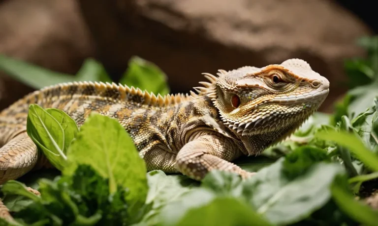 What Herbs Can Bearded Dragons Eat? A Detailed Guide