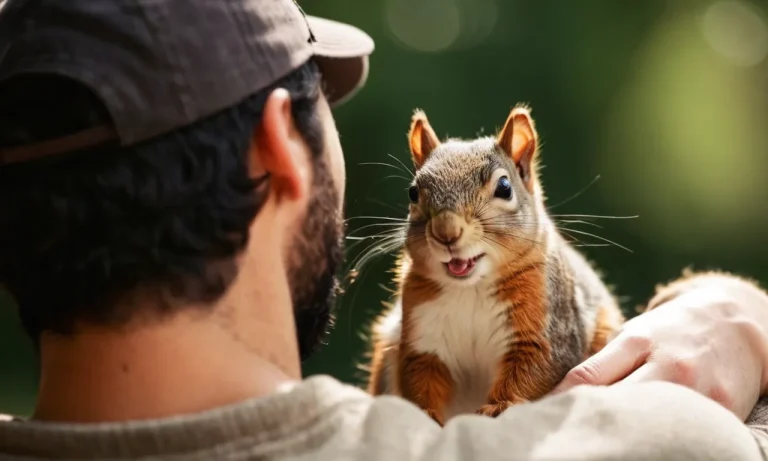 What States Allow Squirrels As Pets? A Comprehensive Guide