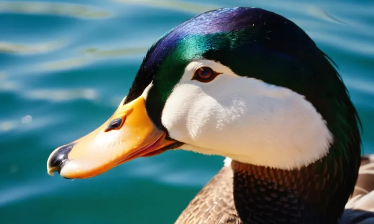 When Do Male Rouen Ducks Change Color?