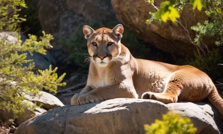 Where Do Mountain Lions Sleep? The Fascinating Resting Habits Of Pumas
