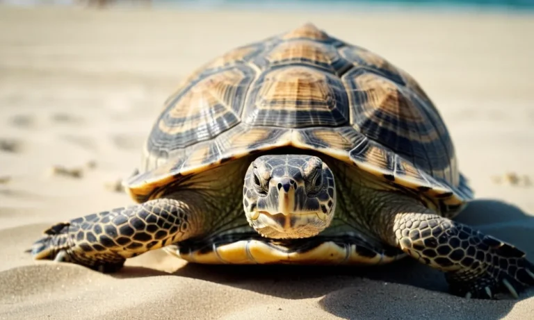 Why Are Turtles So Slow? A Comprehensive Look At Turtle Speed