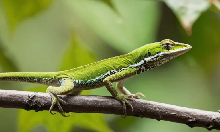 Why Do Anoles Bob Their Heads? The Fascinating Science Behind This Lizard Behavior