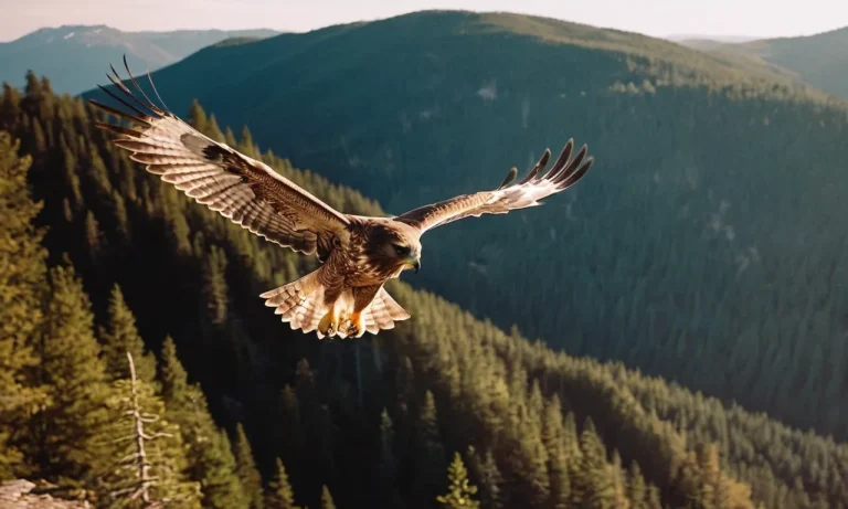 Why Do Hawks Circle? Understanding The Flight Patterns Of Birds Of Prey