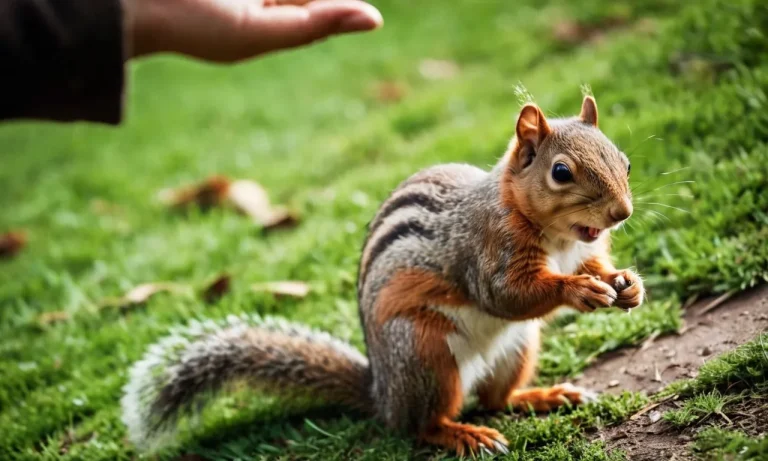 Why Do Squirrels Run Away From Humans?