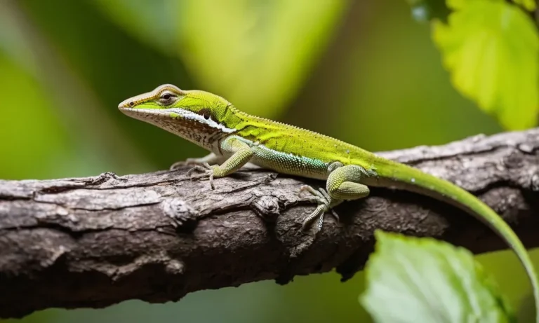 Why Is My Green Anole Brown? A Detailed Explanation